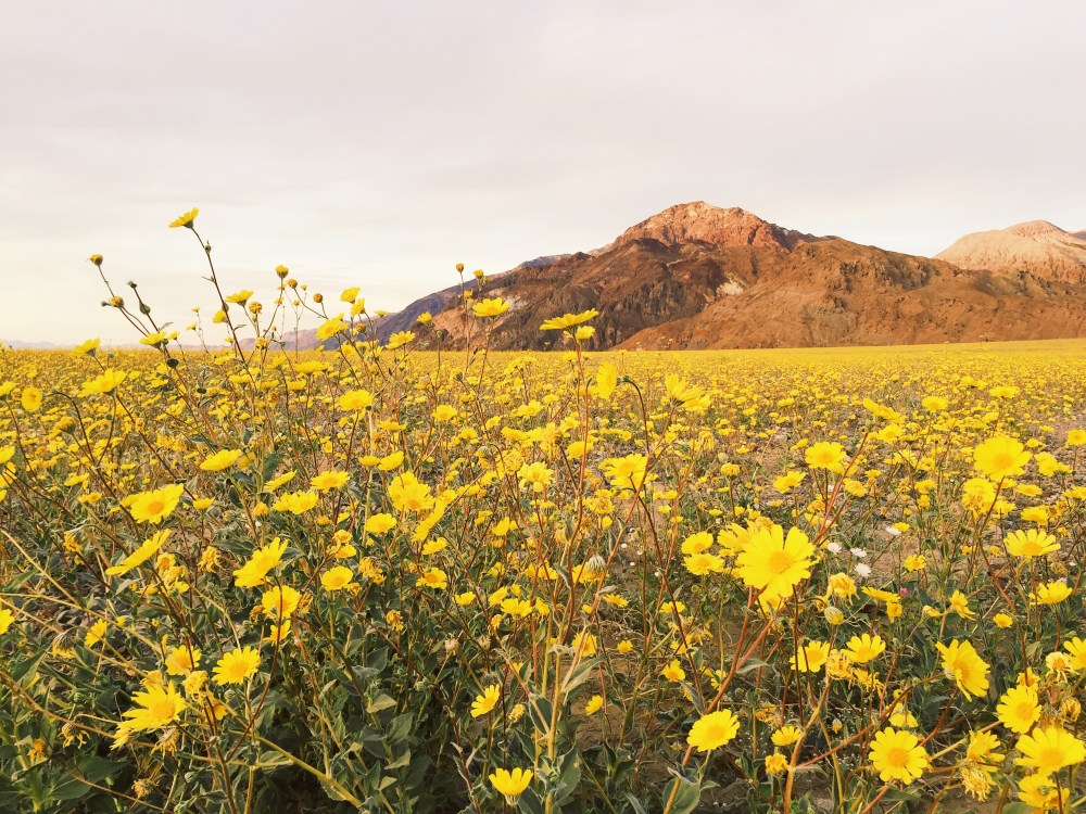 Super Bloom Death Valley California Wildflowers