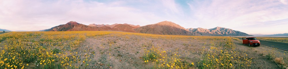 Super Bloom Death Valley California Wildflowers