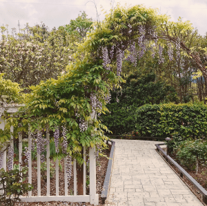 Olea Hotel Glen Ellen Wisteria