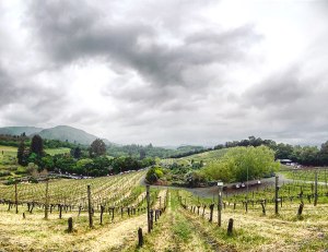 Benzinger Family Winery