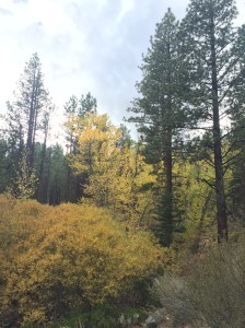 Fall colors in Reno Nevada Galena Creek Park