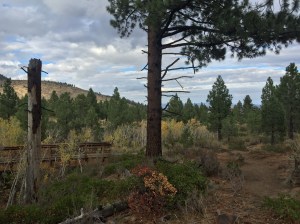 Fall colors in Reno Nevada Galena Creek Park
