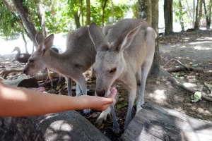 Wildlife Sanctuary Port Douglas