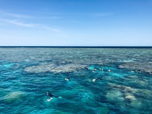 Great Barrier Reef Port Douglas Australia Snorkeling