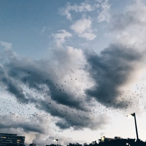 Cairns Bats at Night