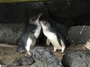 St. Kilda Pier Fairy Penguins