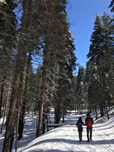 Tuolumne Grove of Giant Sequoias Yosemite