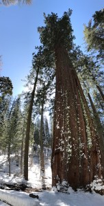 Tuolumne Grove of Giant Sequoias Yosemite
