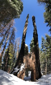 Tuolumne Grove of Giant Sequoias Yosemite