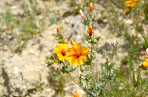 Carrizo Plain Super Bloom Wildflowers