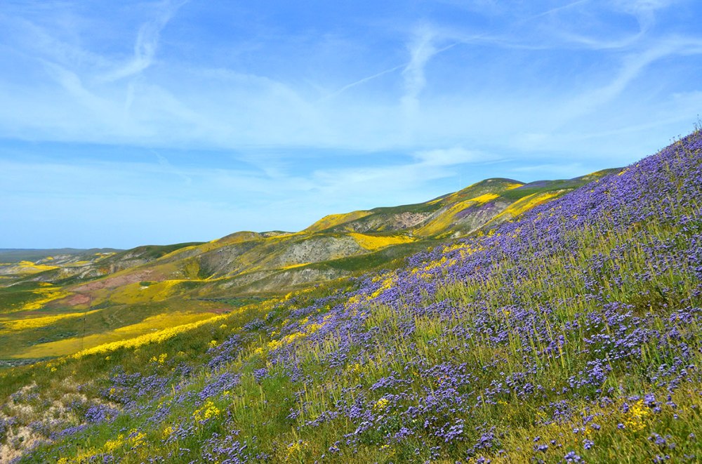 Carrizo Plain Super Bloom 7 Mile Road