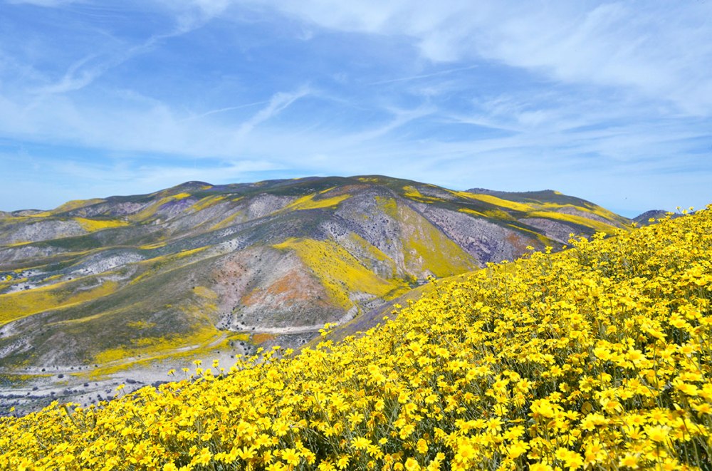 Carrizo Plain Super Bloom 7 Mile Road