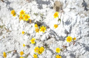 Carrizo Plain Wildflowers Soda Lake