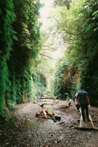 Fern Canyon California Redwoods