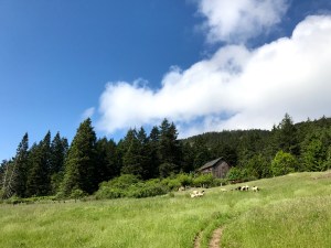 Turtle Back Farm Inn Orcas Island Review