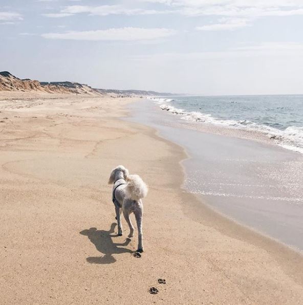 Buzz Favorites- Year 3: Marina Dunes Preserve