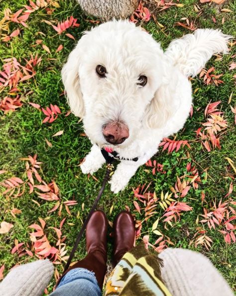 Buzz Favorites- Year 3: Vionic Shoes