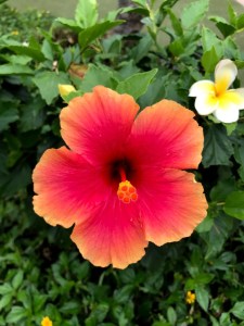 Maui Baby Travel Guide Hyatt Regency Ka'anapali