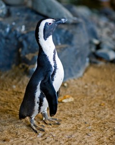 Maui Baby Travel Guide Hyatt Regency Ka'anapali Penguin