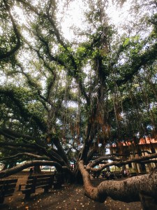 Maui Baby Travel Guide Banyan Tree Park