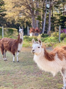 glendeven inn llamas