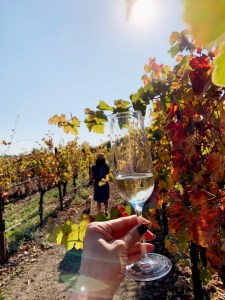 amista vineyards wine road healdsburg